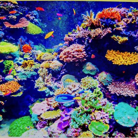 Coral Apartment Târgu-Mureş Eksteriør billede