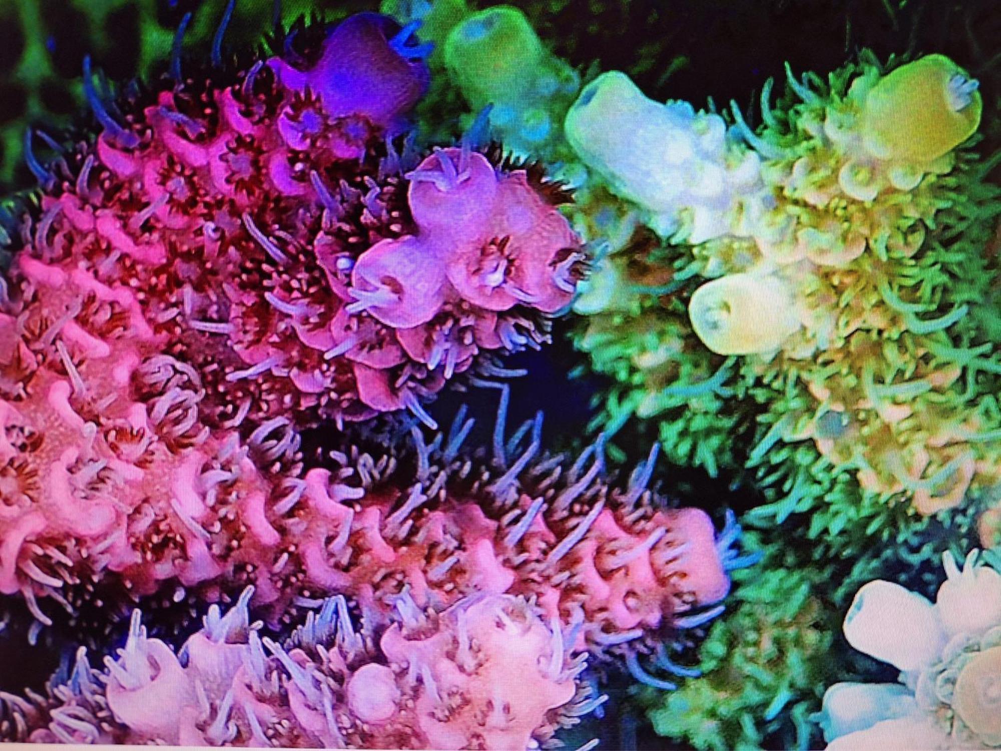 Coral Apartment Târgu-Mureş Eksteriør billede