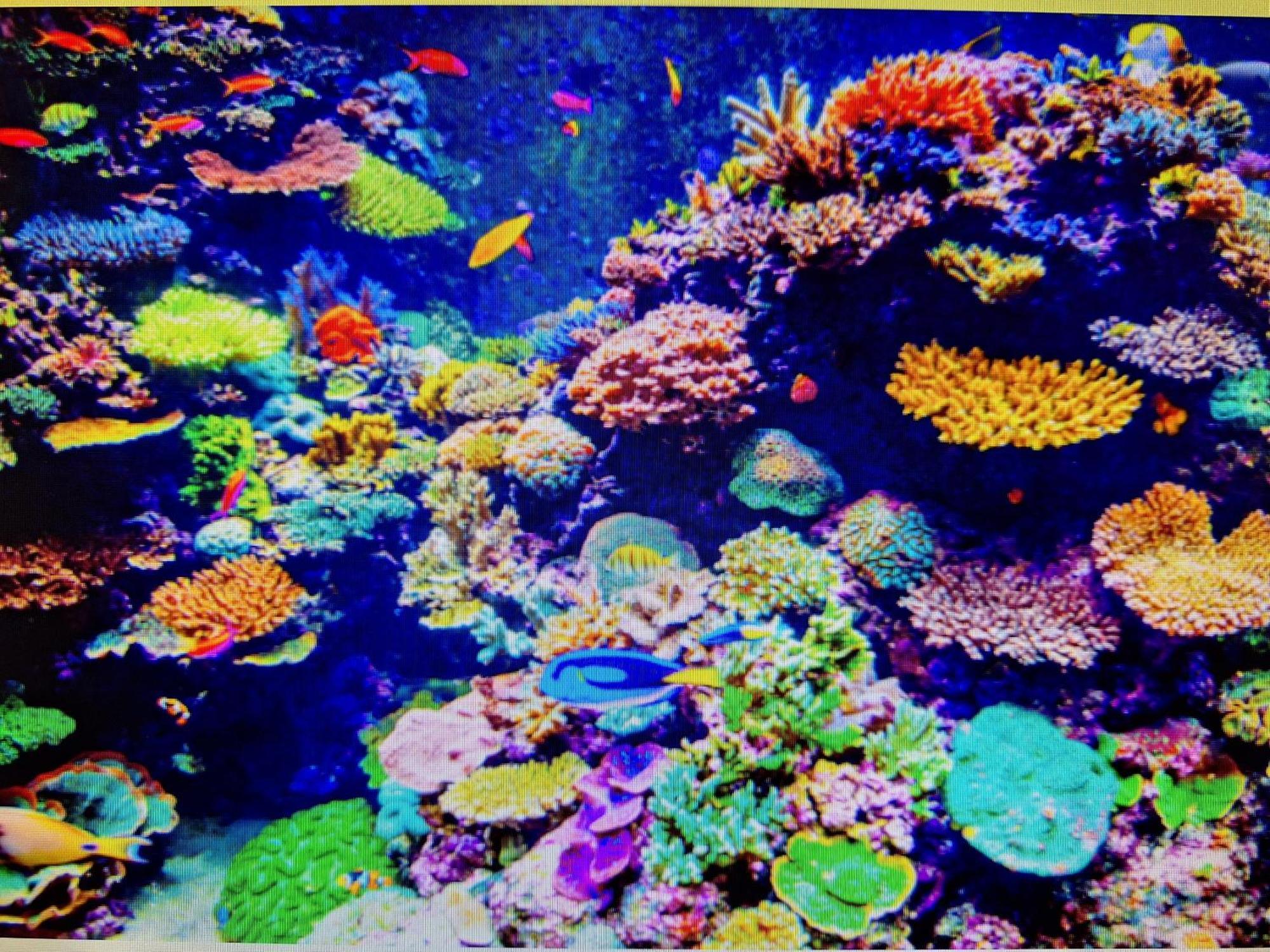 Coral Apartment Târgu-Mureş Eksteriør billede